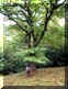 forestefoto25small.jpg (6944 byte)